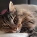 Día del Gato: las razas menos convencionales del mundo, según la Inteligencia Artificial