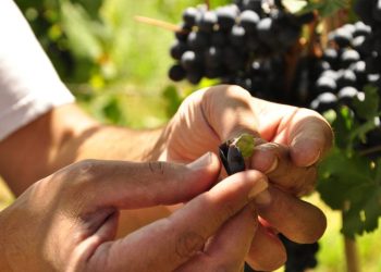 El genoma del Malbec