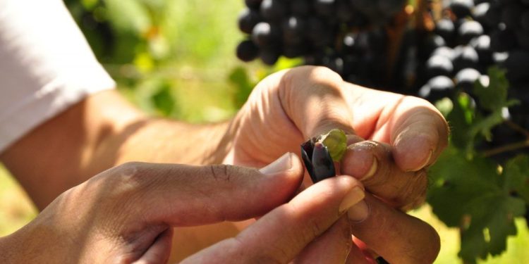 El genoma del Malbec