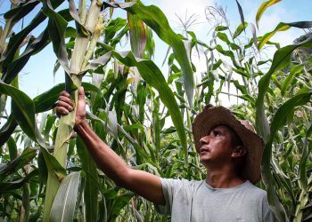 En una decisión histórica, México dio rango constitucional a la prohibición del cultivo de maíz transgénico