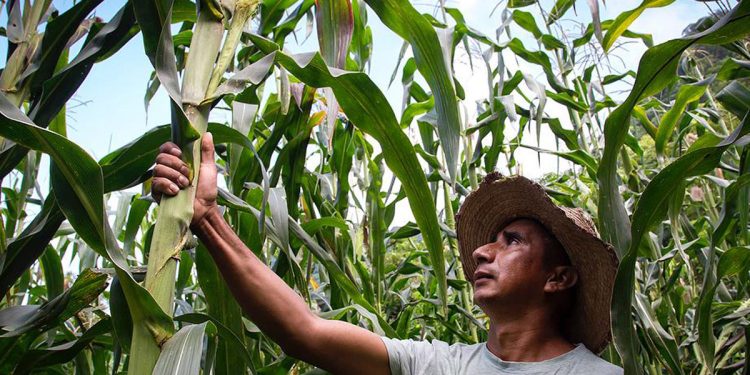 En una decisión histórica, México dio rango constitucional a la prohibición del cultivo de maíz transgénico