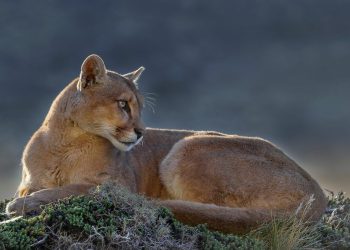 Organizaciones ambientalistas advierten que el gobierno busca habilitar la caza de la fauna autóctona