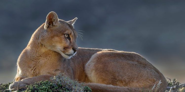 Organizaciones ambientalistas advierten que el gobierno busca habilitar la caza de la fauna autóctona