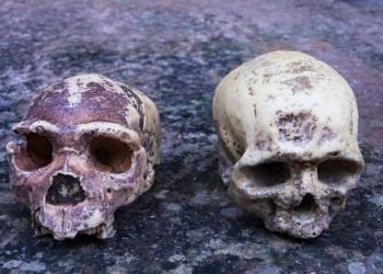 Hallan una antigua población humana que pudo haber influido en el desarrollo de nuestro cerebro y contribuido con el 20% de nuestro ADN