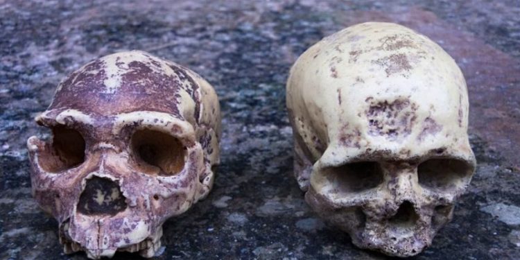 Hallan una antigua población humana que pudo haber influido en el desarrollo de nuestro cerebro y contribuido con el 20% de nuestro ADN