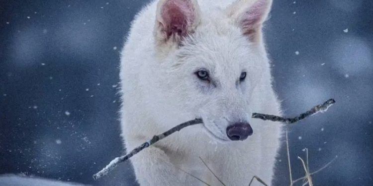 Miguel Pita, genetista: “No estamos devolviendo a la vida al lobo gigante. Lo que hemos creado es un híbrido experimental”