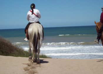 Arboterapia: el magnetismo y la mística del Bosque Energético de Miramar