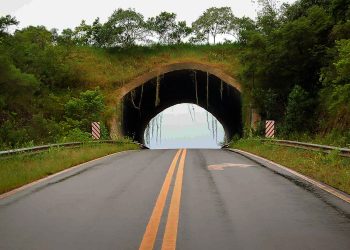Vivir el verde en la inmensidad de la selva misionera