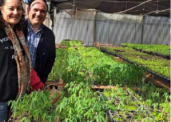 Mandioca: formulan propuesta de reconversión productiva que beneficiaría a pequeños productores