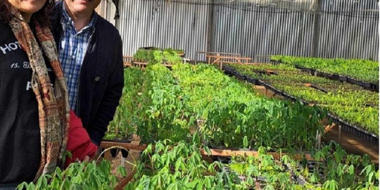 Mandioca: formulan propuesta de reconversión productiva que beneficiaría a pequeños productores