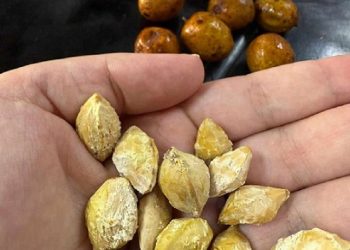 Chañar: un árbol con frutos de alto valor nutricional que la ciencia quiere aprovechar