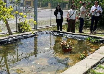 Dengue: la UBA entrega peces de manera gratuita para mantener al mosquito alejado de piscinas y estanques