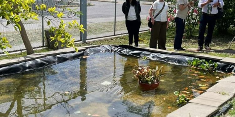 Dengue: la UBA entrega peces de manera gratuita para mantener al mosquito alejado de piscinas y estanques