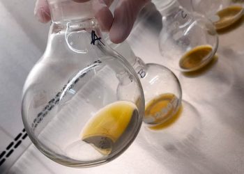 Desarrollan un biofungicida a partir de un árbol nativo para proteger granos almacenados