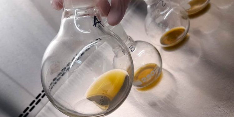 Desarrollan un biofungicida a partir de un árbol nativo para proteger granos almacenados