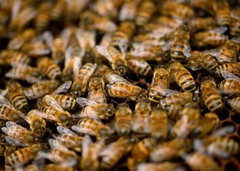 Por qué cada vez hay menos abejas y qué está en juego si desaparecen