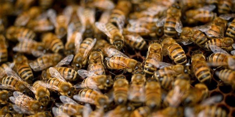 Por qué cada vez hay menos abejas y qué está en juego si desaparecen