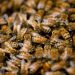 Por qué cada vez hay menos abejas y qué está en juego si desaparecen
