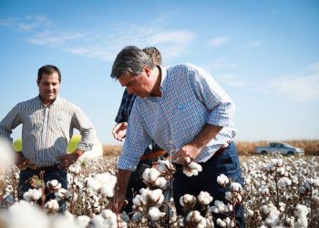 Capitanich repudió la derogación del Fondo Algodonero y apuntó contra Milei y Zdero por las graves consecuencias para los productores chaqueños