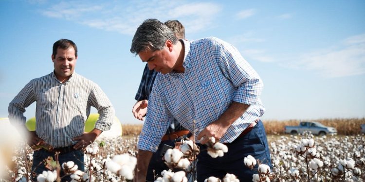 Capitanich repudió la derogación del Fondo Algodonero y apuntó contra Milei y Zdero por las graves consecuencias para los productores chaqueños