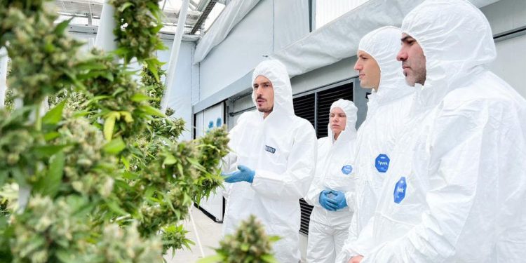 Advierten que la reestructuración del INTA afectaría el desarrollo del cannabis medicinal y el cáñamo industrial