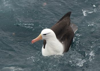 Anidan en las Islas Malvinas y sobrevuelan todo el Mar Argentino: los albatros, aves bajo amenaza