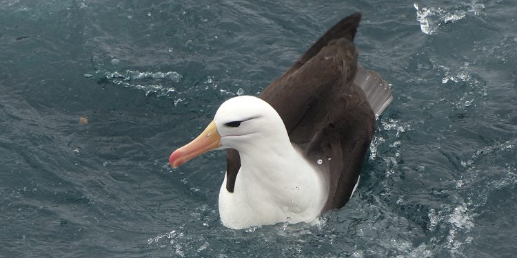 Anidan en las Islas Malvinas y sobrevuelan todo el Mar Argentino: los albatros, aves bajo amenaza