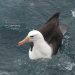 Anidan en las Islas Malvinas y sobrevuelan todo el Mar Argentino: los albatros, aves bajo amenaza
