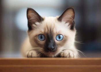 El enigma de los gatos: la ciencia reconstruye el comienzo de la historia felina y nada es como se creía