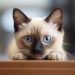 El enigma de los gatos: la ciencia reconstruye el comienzo de la historia felina y nada es como se creía