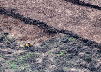 En seis meses se deforestaron ilegalmente más de 30 mil hectáreas en Santiago del Estero y Chaco