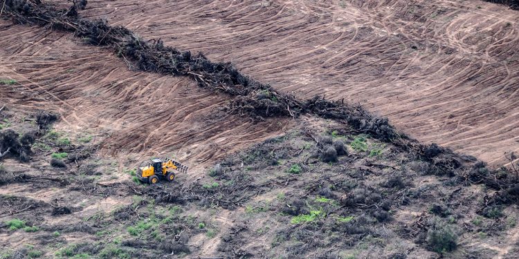 En seis meses se deforestaron ilegalmente más de 30 mil hectáreas en Santiago del Estero y Chaco