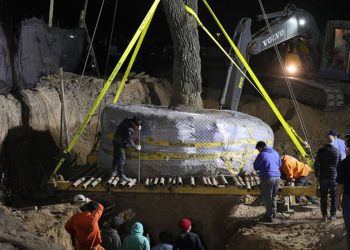 Rebelión en Córdoba por un quebracho blanco de 284 años que quieren quitar para ensanchar una avenida