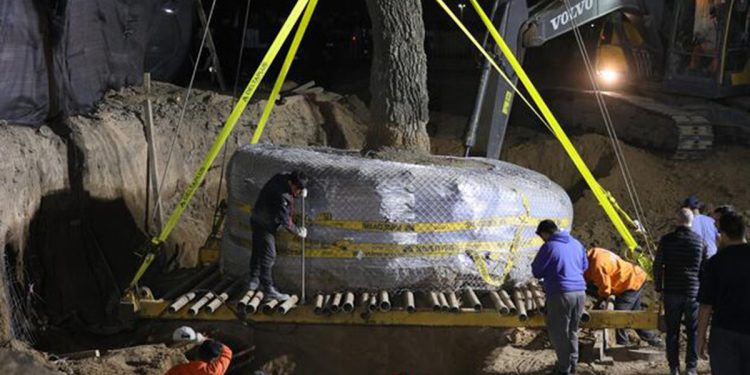 Rebelión en Córdoba por un quebracho blanco de 284 años que quieren quitar para ensanchar una avenida