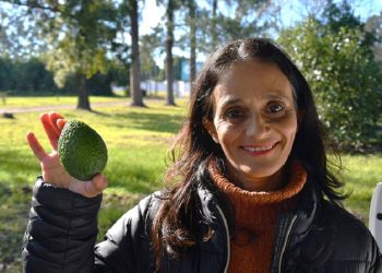 Investigadoras de la UNNE y el INTA elaboraron manual gratuito para impulsar el cultivo de palta en el NEA