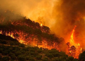 España: los incendios arrasan más de 362.000 hectáreas en solo tres semanas