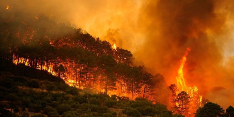 España: los incendios arrasan más de 362.000 hectáreas en solo tres semanas