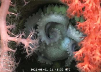 Las postales que deja el streaming submarino más visto de todos los tiempos