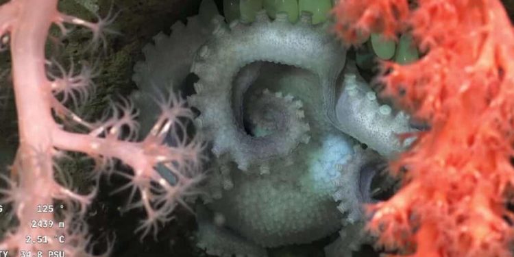 Las postales que deja el streaming submarino más visto de todos los tiempos
