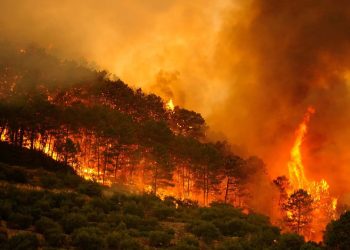 Ola de calor en España: más de 1.100 muertes y récord de superficie arrasada por incendios