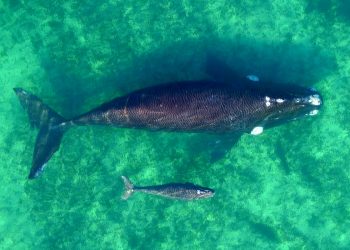 Récord histórico de ballenas Franca Austral en Península Valdés: más de 2100 ejemplares