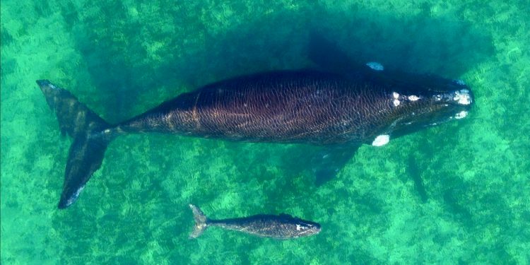 Récord histórico de ballenas Franca Austral en Península Valdés: más de 2100 ejemplares