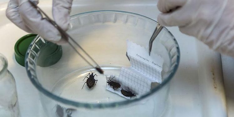 Salvi, un bot con IA que acompaña a personas que padecen Chagas