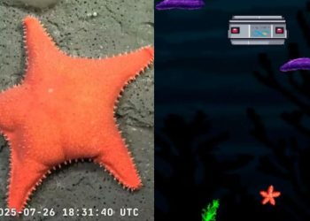 Sumergite en Talud Mar del Plata: el videojuego que revive la expedición submarina del CONICET
