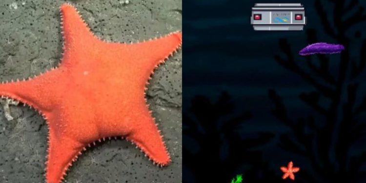 Sumergite en Talud Mar del Plata: el videojuego que revive la expedición submarina del CONICET