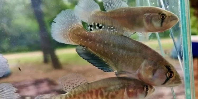 Hallazgo sin precedentes en el Chaco: encontraron una nueva especie de pez gigante que vive en la sequía