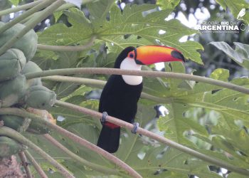 Avistaje de aves: pasión de multitudes en octubre