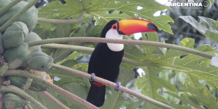 Avistaje de aves: pasión de multitudes en octubre