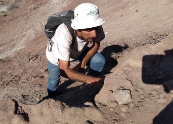 Descubren restos de dinosaurios velociraptores con plumas y de un cocodrilo “temible”