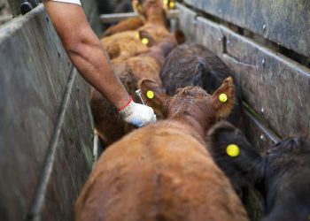 En línea con el Gobierno, la Sociedad Rural Argentina propone dejar de vacunar contra la aftosa